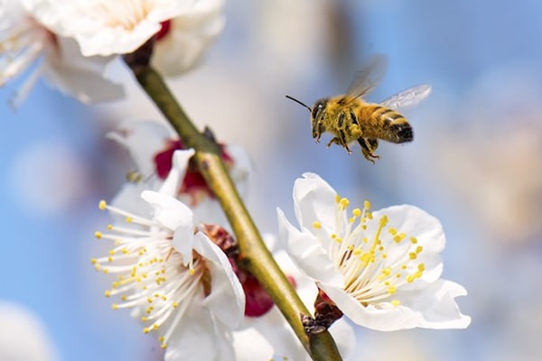 Getting The Facts On Pollination