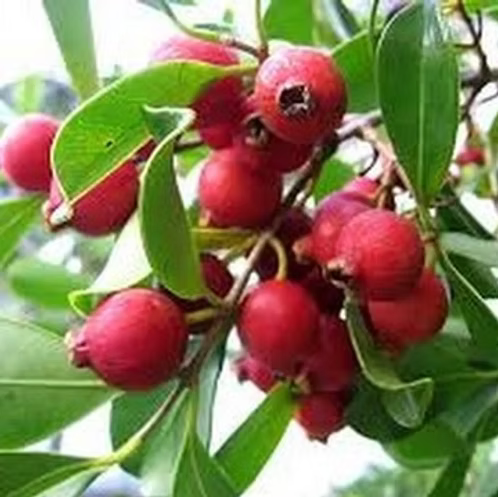 Fruiting