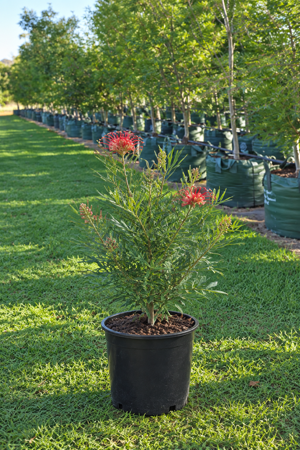Native Plants 140mm