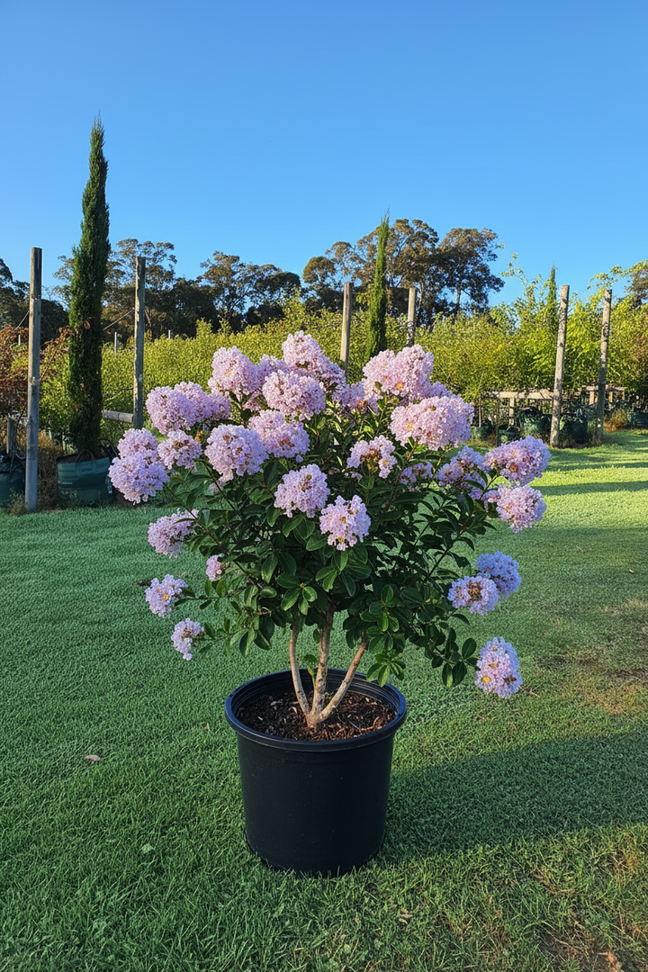 Lagerstroemia indica x fauriei 'Lipan'