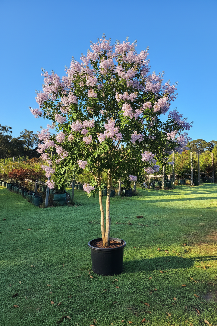 Lagerstroemia indica x fauriei 'Lipan'