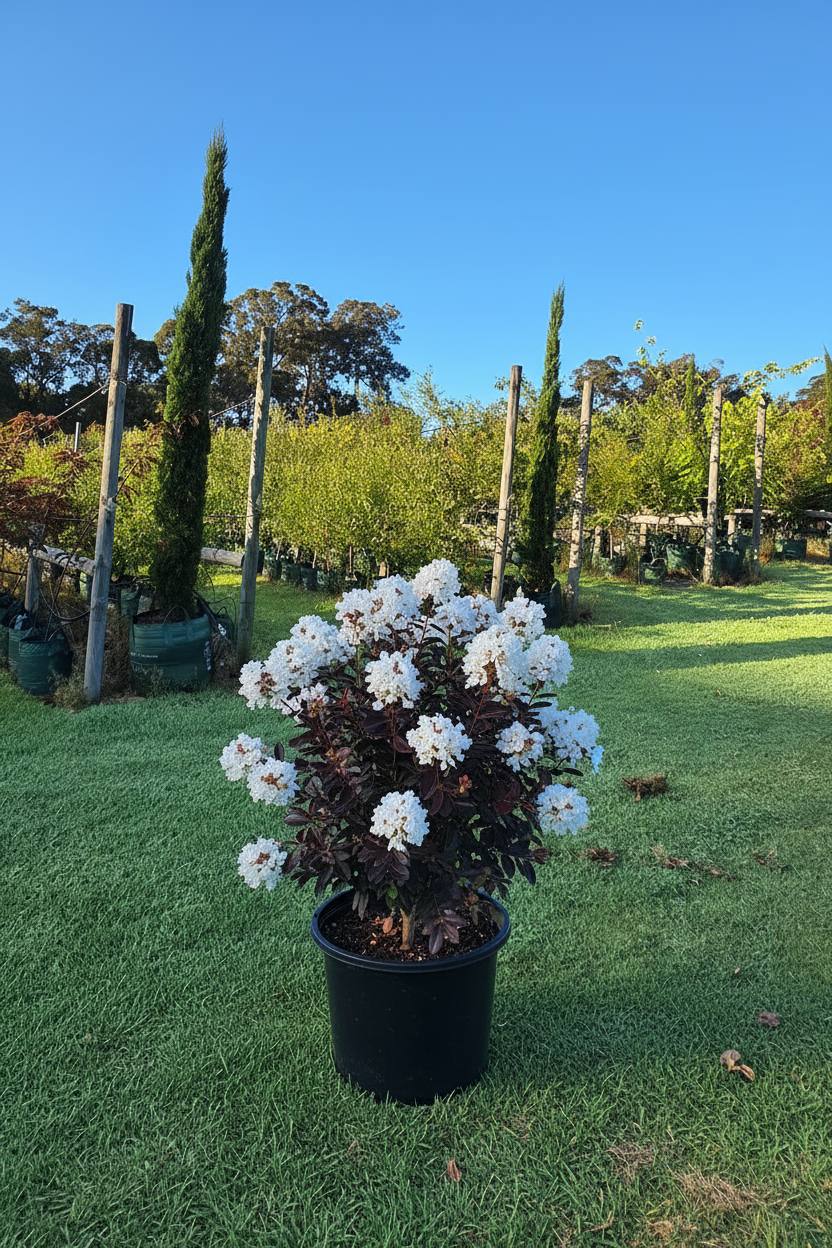 Lagerstroemia indica x fauriei 'Moonlight Magic'