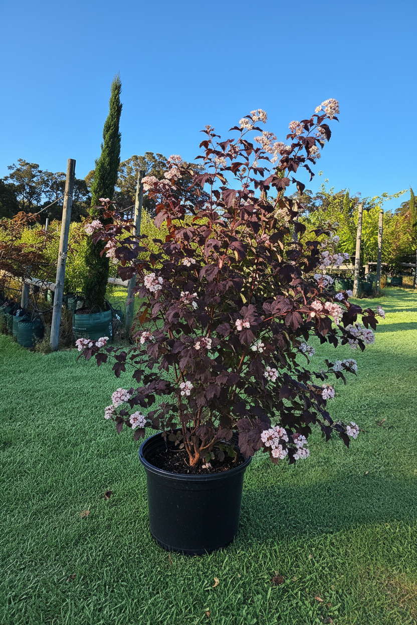 Physocarpus opulifolius 'Diabolo'