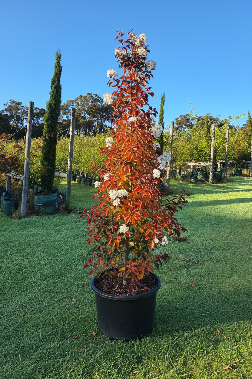 Pyrus calleryana 'Chanticleer / Cleveland'
