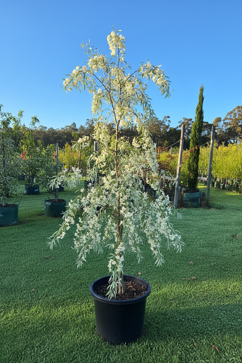 Pyrus salicifolia
